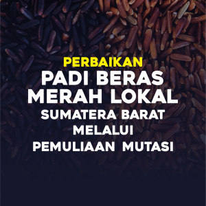 PERBAIKAN PADI BERAS MERAH  LOKAL SUMATERA BARAT MELALUI PEMULIAAN MUTASI